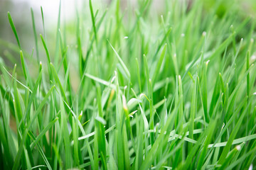 Green grass with dew, shallow depth of field. Spring background