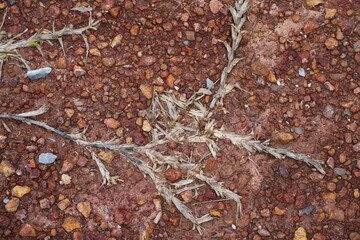 Background image: dead grass on a red stone background.
