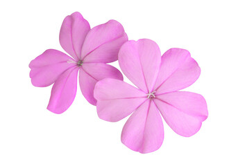 Fototapeta premium White plumbago or Cape leadwort flowers. Close up pink-purple small flowers isolated on white background.