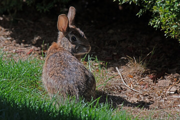 Eastern Cottontail Rabbit Looking Back Over Shoulder in the Green Grass