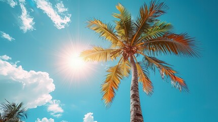 White Frame Enhanced Tropical Palm Tree Silhouette at Sunset