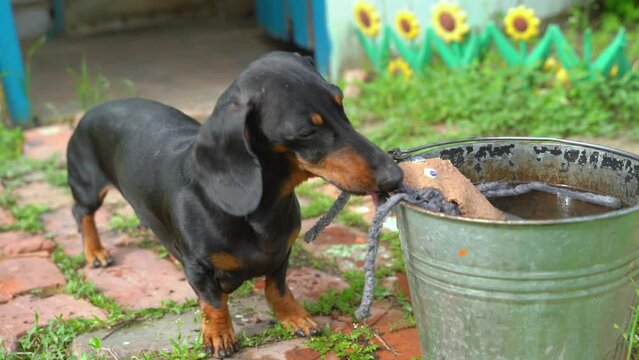 Dog pulls out cartoon bacteria from water of dirty old bucket in yard of village house, giardiasis poisoning, danger of contamination with toxins Pet prank, bathing soft toy, throwing away container