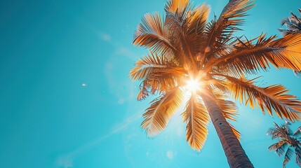 White Framed Silhouette of Sunlit Palm Tree in Tropical Setting