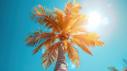 Obraz premium Sunlit Palm Tree Silhouette with White Frame Background