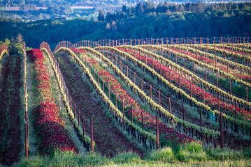 Spring in an Oregon vineyard, red clover between rows and strips of new leaves on each row glowing in the afternoon sun. 