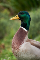 Collared duck (Anas platyrhynchos) in Puerto Varas. Chile. Near the lake.