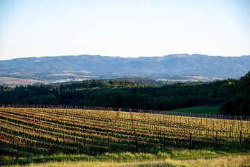 Spring in an Oregon vineyard, red clover between rows and strips of new leaves on each row glowing in the afternoon sun. 