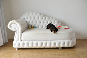 filhote cachorro salsinha duchund pedigree fofo