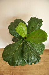 ficus lirata planta com folhas grandes 