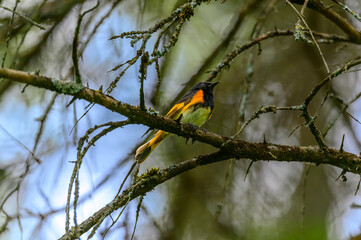 An American Restart perches in a tree at the Historic Mill Creek State Park, near Mackinaw City,...
