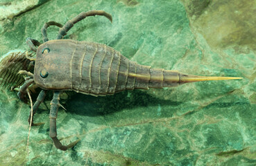 Illustration of Extinct Eurypterid Kokomopterus on a seafloor scavenging a dead trilobite 420 million years ago