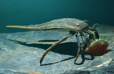 Illustration of Eurypterid Kokomopterus On A Seafloor Scavenging a Dead Trilobite