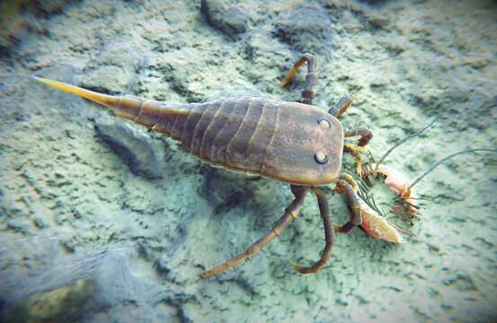 Illustration of Eurypterid Kokomopterus On A Seafloor Scavenging a Dead Trilobite