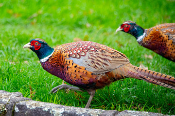 Pheasant Bird - New Zealand