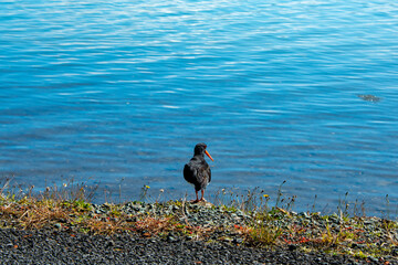 Variable Oystercatcher - New Zealand