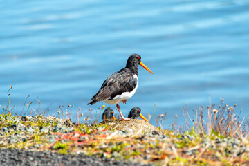 Variable Oystercatcher - New Zealand