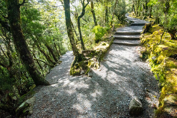 Beech Forest in Canterbury Region - New Zealand
