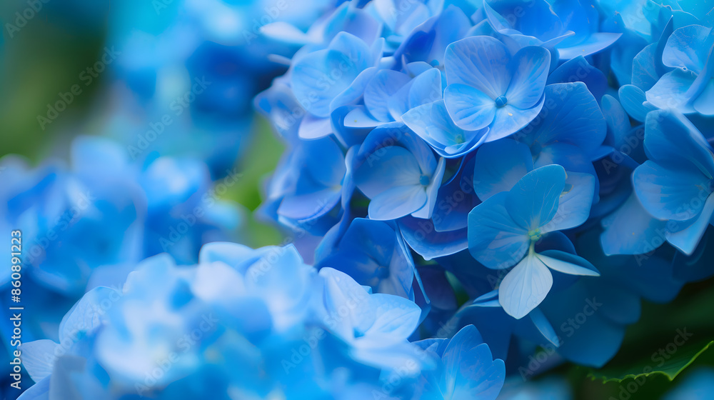 Poster blue hydrangea flowers in the garden in summer closeup soft selective focus : generative ai