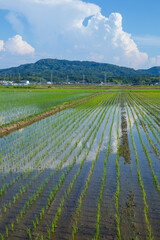Fototapeta premium 田植え後の田んぼのある風景 鳥取県 鳥取市
