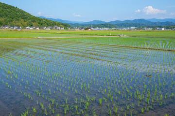 田植え後の田んぼのある風景 鳥取県 鳥取市