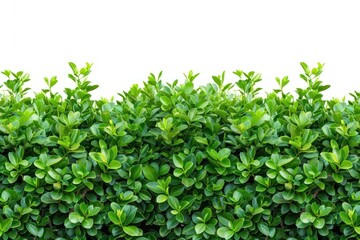 Fototapeta premium Green bush backgrounds plant hedge.