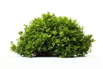 Obraz premium Bush parsley bonsai plant.