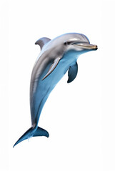 Beautiful Dolphin