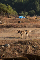 Naklejka premium A dog running in a dry and barren place