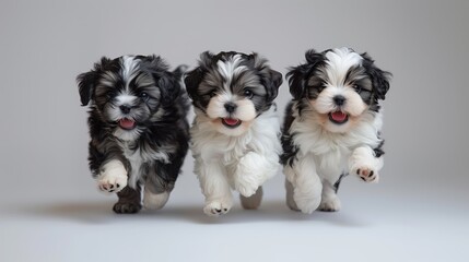 Adorable Puppies Posing in Studio on White Background