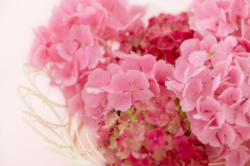 ピンク色のアジサイ　ハイドランジア