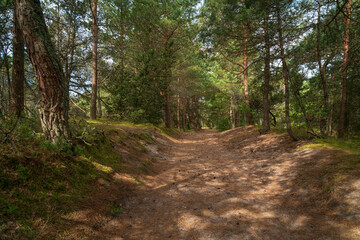 Obraz premium View of the coniferous pine forest on a sunny summer day, Curonian Spit, Kaliningrad region, Russia