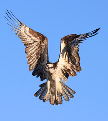Osprey flying on the blue sky background, Canada