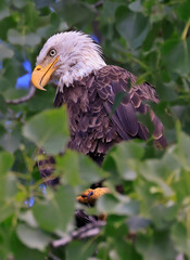 Bald eagle portrait with green background, Canada