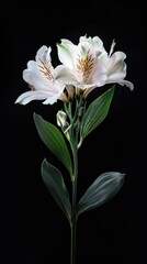 Obraz premium Alstroemeria flower award winning photography, minimalist, commercial ads photo, advertising