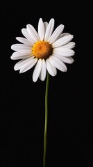 Daisy flower award winning photography, minimalist, commercial ads photo, advertising, stunning