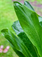 Feuilles verte et ses gouttes de pluie