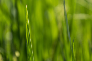 Close up view of young rice grains on a blurry background