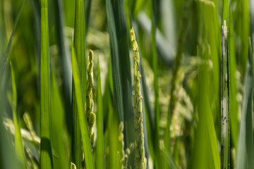 Close up view of young rice grains on a blurry background