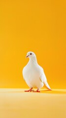Obraz premium Pigeon award winning photography, minimalist, commercial ads photo, advertising, stunning