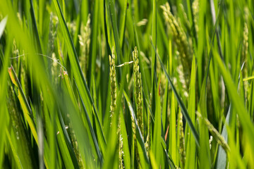 Close up view of young rice grains on a blurry background