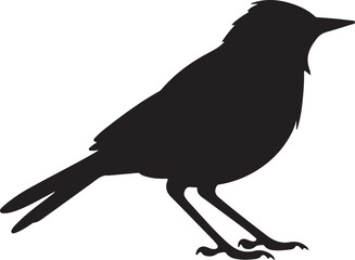Bulbul Bird Silhouette Vector Illustration White Background