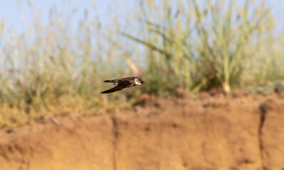 shore swallow in flight for insects
