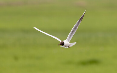 white gull with dark head in flight

