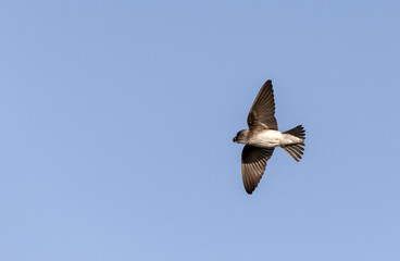 shore swallow in flight for insects
