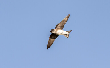 shore swallow in flight for insects
