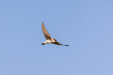shore swallow in flight for insects
