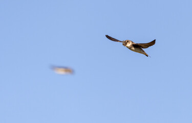 shore swallow in flight for insects
