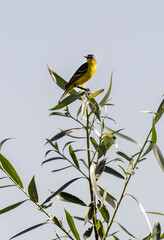 yellow cod bird sitting on a branch in the river floodplain
