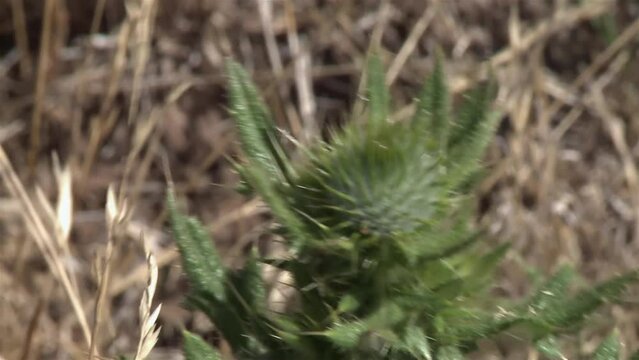 Green Thistle Close-up: Spiny Leaves and Thorny Flower Head Swaying in Wind, La Pampa Province, Argentina