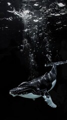 Fototapeta premium Whale , award winning photography, commercial ads photo, advertising, studio, stunning, beautiful, minimalist, centered